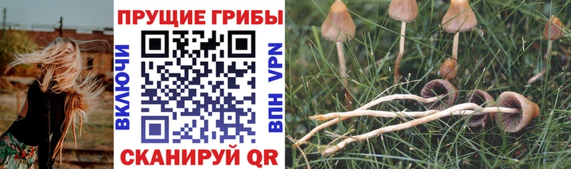Купить  Кушва  Галлюциногенные грибы GOLDEN TEACHER 